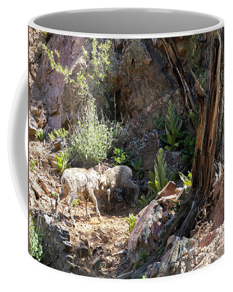 Bighorn Sheep Coffee Mug featuring the photograph Baby Bighorns Dueling by Steven Krull