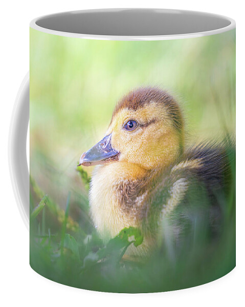 Brown Duckling Coffee Mug featuring the photograph Baby Duckling In The Weeds by Jordan Hill