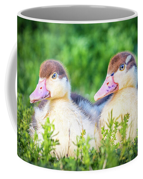 Ready Coffee Mug featuring the photograph Baby Ducks Ready For Play time by Jordan Hill