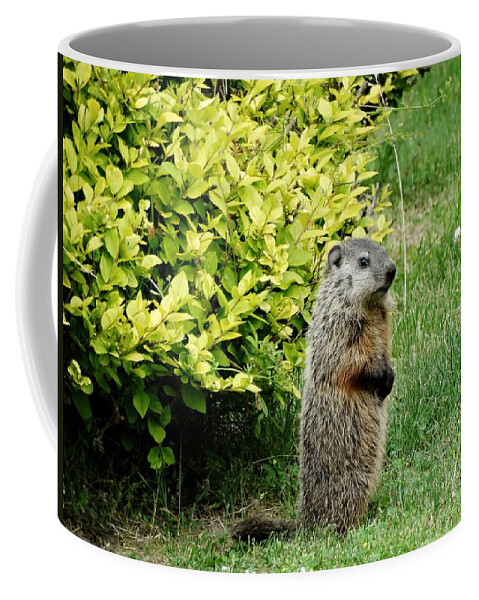 Groundhog Coffee Mug featuring the photograph Baby Groundhog Poses By Golden Privets by Susan Sam