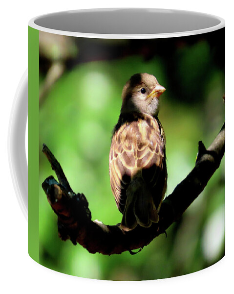Birds Coffee Mug featuring the photograph Baby House Sparrow in the Shadows by Linda Stern