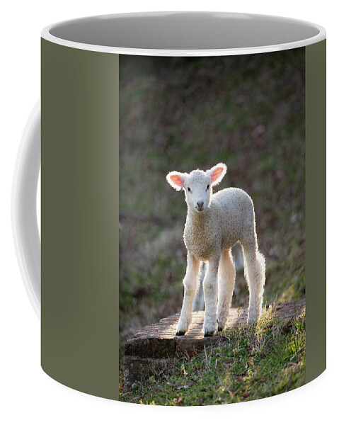 Lamb Coffee Mug featuring the photograph Baby Sheep in the Springtime by Rachel Morrison