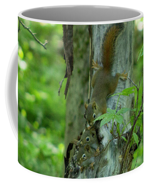 Squirrels Coffee Mug featuring the photograph Baby Squirrels by Geoff Jewett