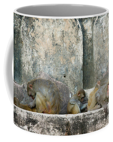 4pixels Coffee Mug featuring the photograph Baby Taj by David Little-Smith