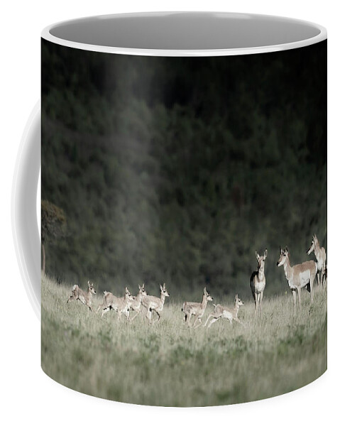 Antilocapridae Coffee Mug featuring the photograph Baby Time by Maresa Pryor-Luzier