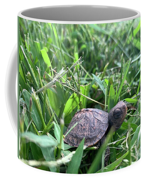  Coffee Mug featuring the photograph Baby Turtle by Annamaria Frost