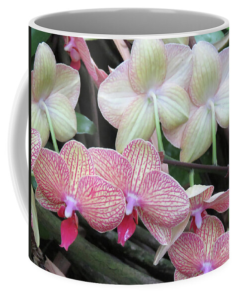 Flowers Coffee Mug featuring the photograph Back and Forth by Mary Mikawoz