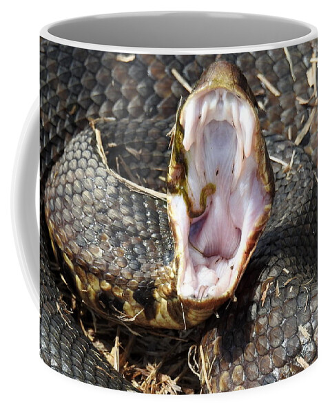 Cottonmouth Coffee Mug featuring the photograph Back Off 6 Feet by Delana Epperson
