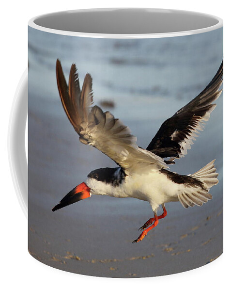 Black Skimmers Coffee Mug featuring the photograph Back Skimmer in Flight by Mingming Jiang
