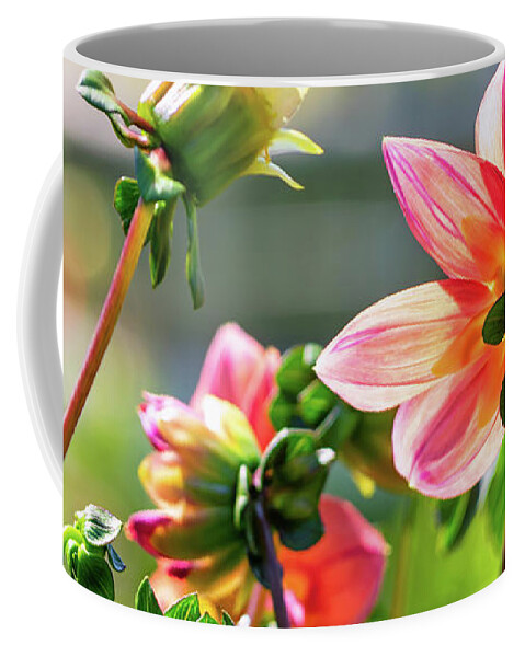 Dahlia Coffee Mug featuring the photograph Backlit Dahlia by Marianne Campolongo