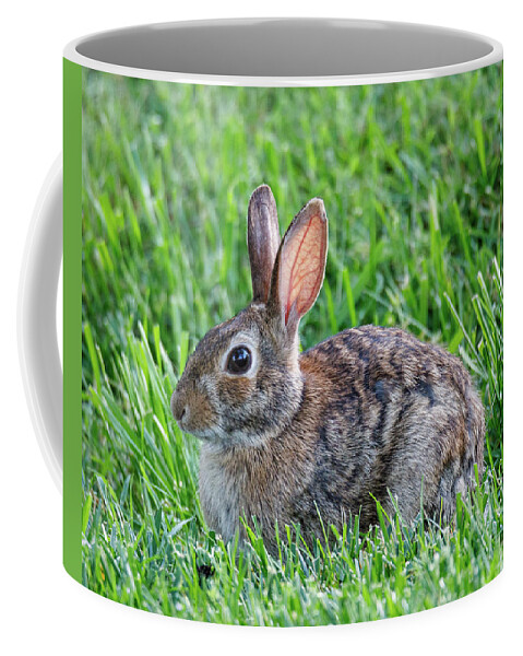 Rabbit Coffee Mug featuring the photograph Backyard Bunny by David Beechum