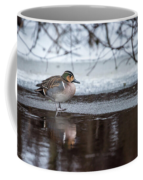 Baikal Teal Coffee Mug featuring the photograph Baikal Teal a rare visitor in Sweden by Torbjorn Swenelius