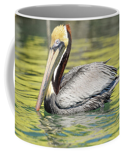 Brown Pelican Coffee Mug featuring the photograph Bait Stand Reflections by Christopher Rice