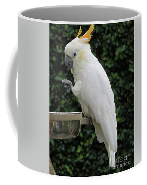White Coffee Mug featuring the photograph Balance Me This by Mary Mikawoz