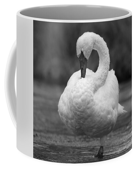 Trumpeter Swan Coffee Mug featuring the photograph Balance. by Paul Martin