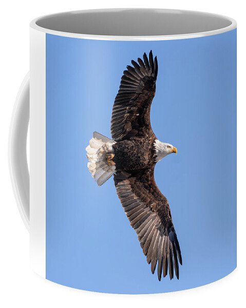 American Bald Eagle Coffee Mug featuring the photograph Bald Eagle 2019-20-1 by Thomas Young