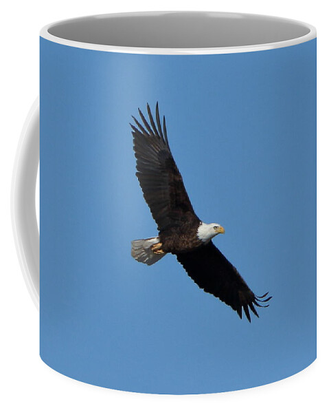 Bald Eagle Coffee Mug featuring the photograph Bald Eagle at Bosque del Apache by Steve Wolfe