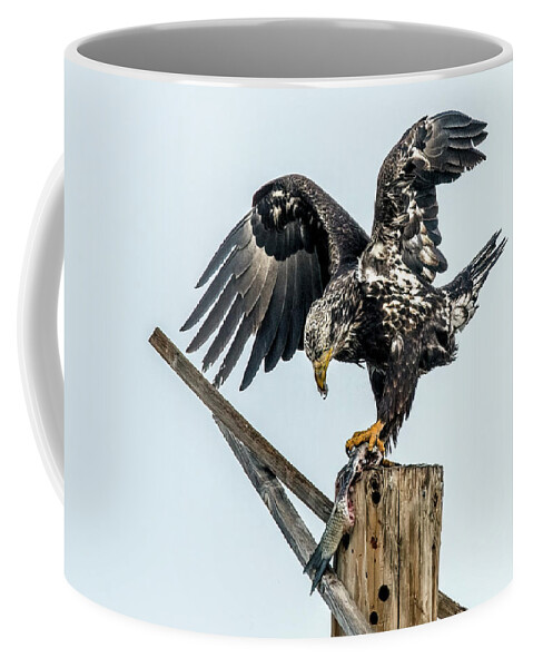 Bald Eagle Coffee Mug featuring the photograph Bald Eagle Juvenile 2266-021321-2 by Tam Ryan