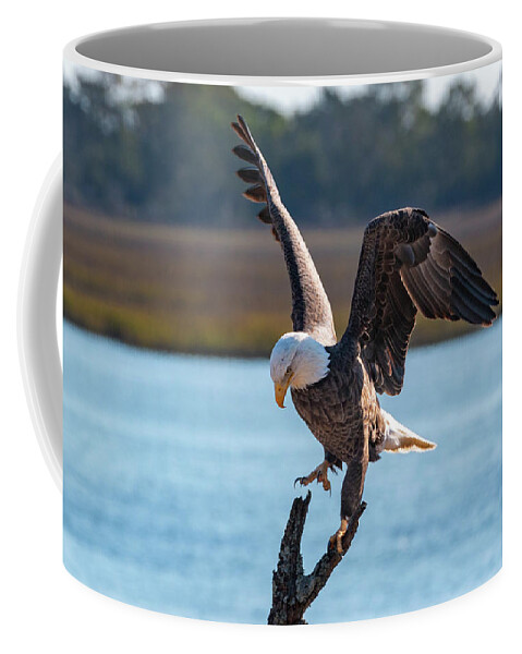 Bald Eagle Coffee Mug featuring the photograph Bald Eagle Landing by D K Wall