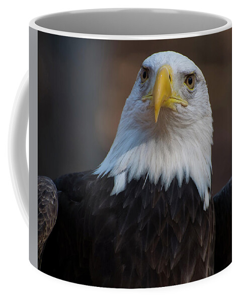 Bald Eagle Coffee Mug featuring the photograph Bald eagle looking right by Flees Photos