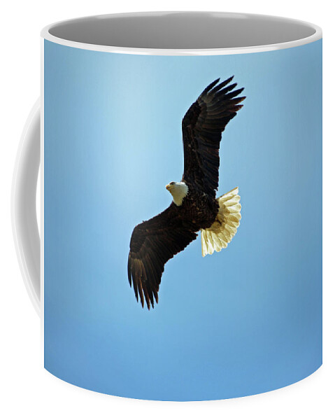 America Coffee Mug featuring the photograph Bald Eagle Overhead by David Desautel