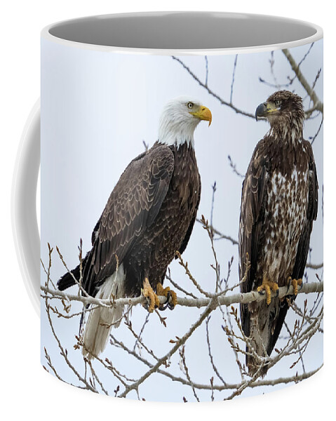 Bald Eagles Coffee Mug featuring the photograph Bald Eagles on Branch by Wesley Aston
