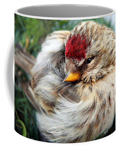 Bird Coffee Mug featuring the photograph Ball of Feathers by Christina Rollo