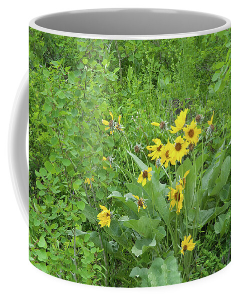 Glacier National Park Coffee Mug featuring the photograph Balsamroot Wildflowers at Glacier National Park in Montana by Ram Vasudev