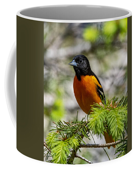 Bird Coffee Mug featuring the photograph Baltimore Oriole by Cathy Kovarik