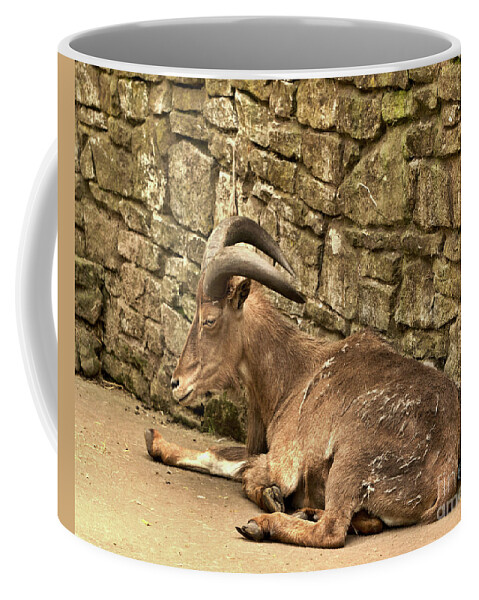 Anumal Coffee Mug featuring the photograph Barbary Sheep by Stephen Melia