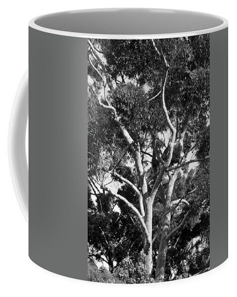 White Tree Trunk Coffee Mug featuring the photograph Barkless Tree by Mike McGlothlen