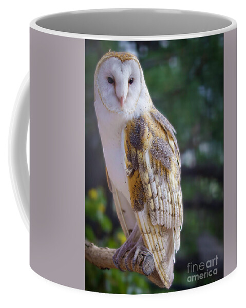 Barn Owl Coffee Mug featuring the photograph Barn Owl Portrait by Shirley Dutchkowski