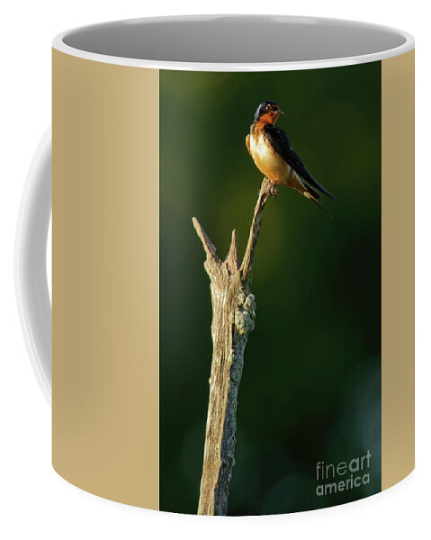 Swallow Coffee Mug featuring the photograph Barn Swallow in Dusk Sunlight by Natural Focal Point Photography