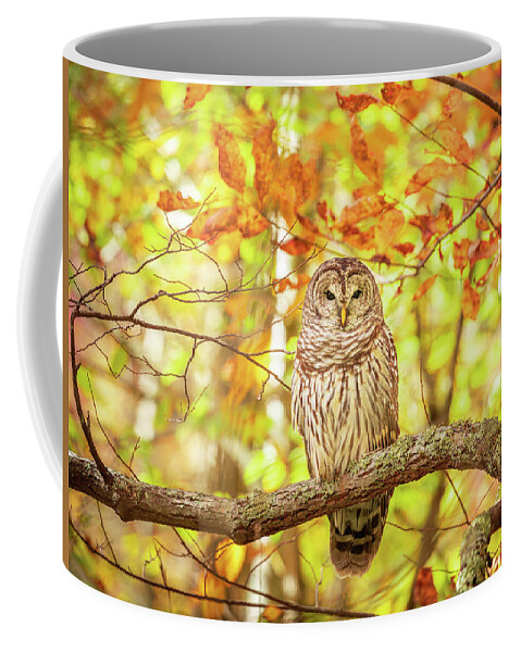Barred Owl Coffee Mug featuring the photograph Barred Owl In Autumn Natchez Trace MS by Jordan Hill
