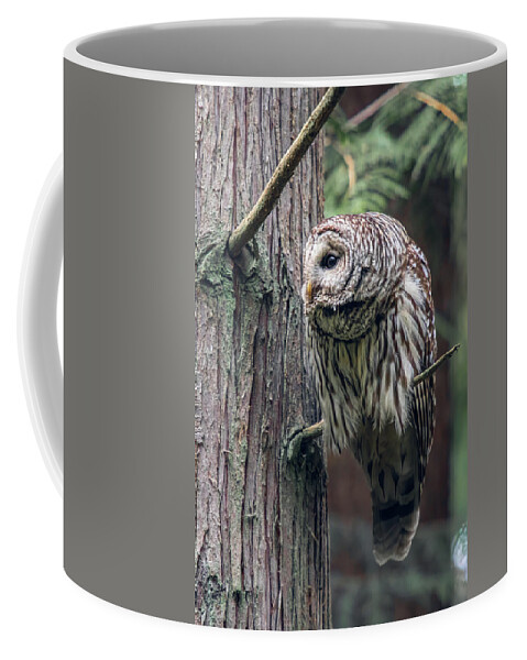 Barred Owl Coffee Mug featuring the photograph Barred Owl Profile by Michael Rauwolf
