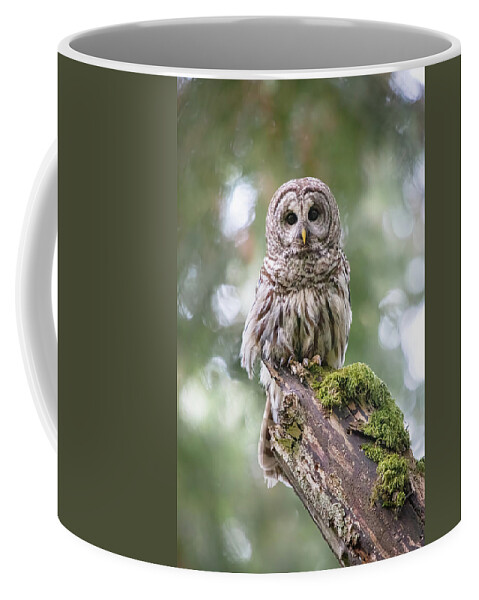 Barred Owl Coffee Mug featuring the photograph Barred Owl Stare by Michael Rauwolf
