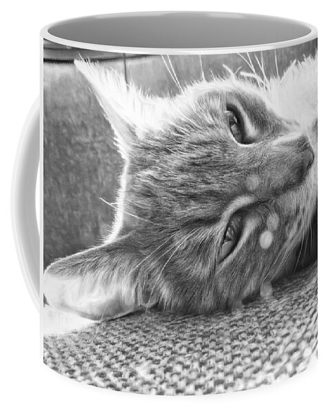 Cat Coffee Mug featuring the photograph Basking in Light by Susan Hope Finley