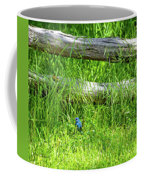 Bird Coffee Mug featuring the photograph Battlefield blue bird by Dave Melear