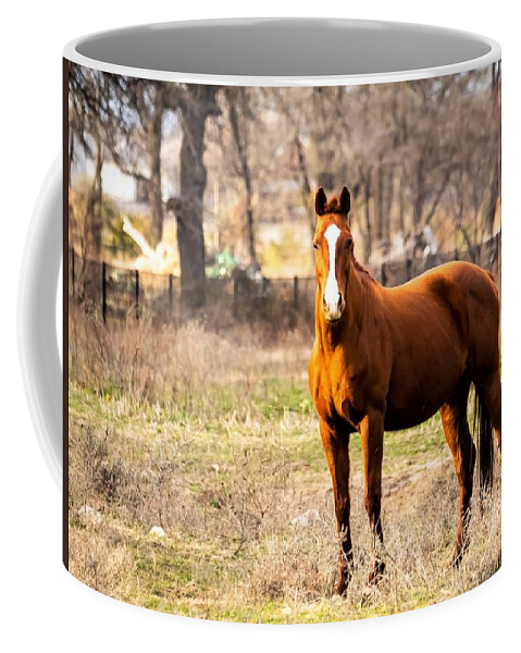 Horse Coffee Mug featuring the photograph Bay Horse 1 by C Winslow Shafer
