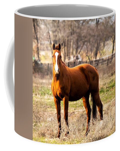 Horse Coffee Mug featuring the photograph Bay Horse 2 by C Winslow Shafer