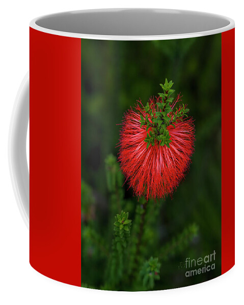 Beaufortia Coffee Mug featuring the photograph Beaufortia Sparsa - Gravel Bottlebrush by Elaine Teague