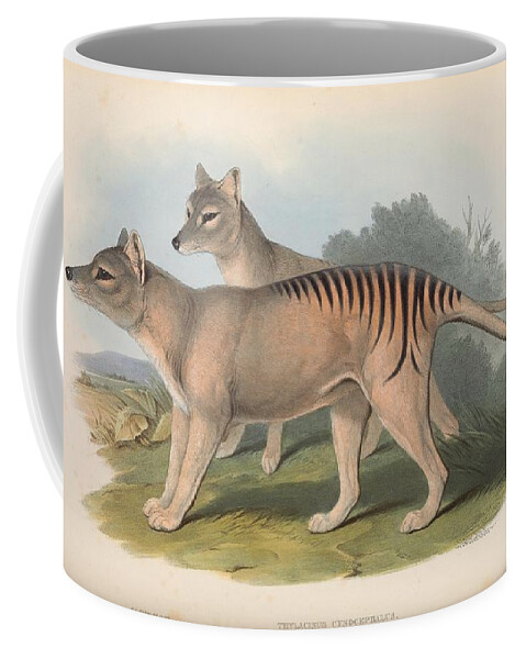 John Coffee Mug featuring the mixed media Beautifil Antique Australian Tasmanian Tiger by Beautiful Nature Prints