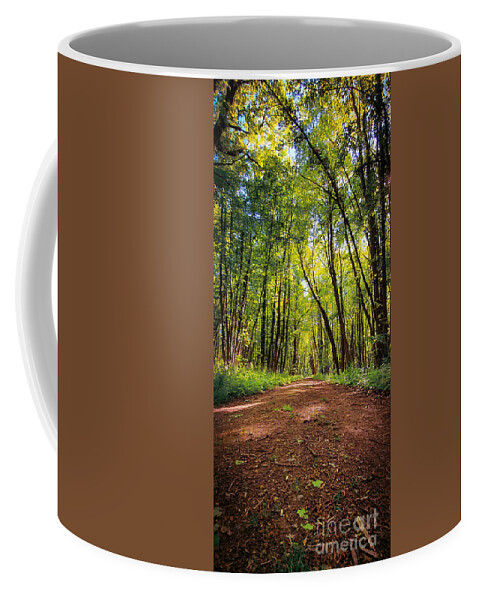 Forest Coffee Mug featuring the photograph Beautiful forest biking and hiking trail by Mendelex Photography