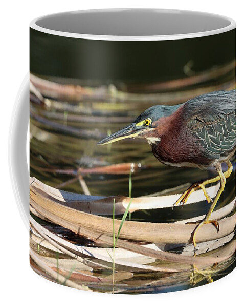 Green Heron Coffee Mug featuring the photograph Beautiful Green, Maroon and Yellow by Mingming Jiang