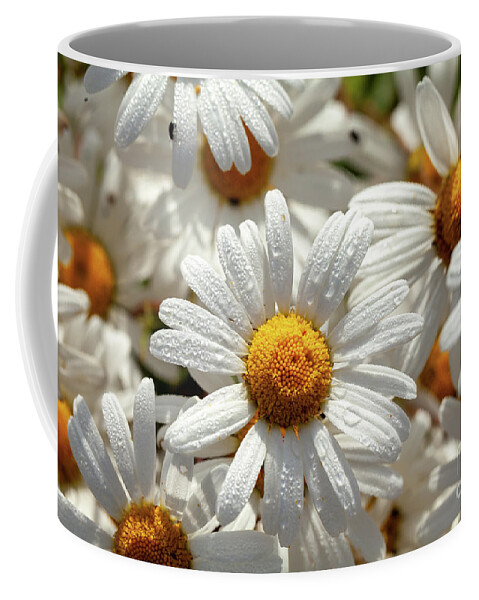 Daisies Coffee Mug featuring the photograph Beautiful large wild daisies with water drops by Simon Bratt