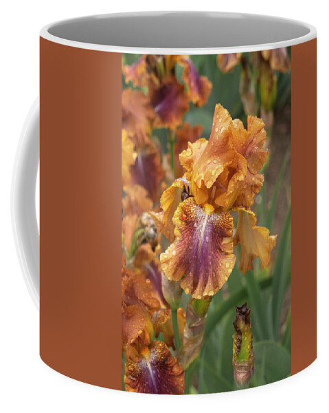 Jenny Rainbow Fine Art Photography Coffee Mug featuring the photograph Beauty Of Irises. Autumn Leaves by Jenny Rainbow