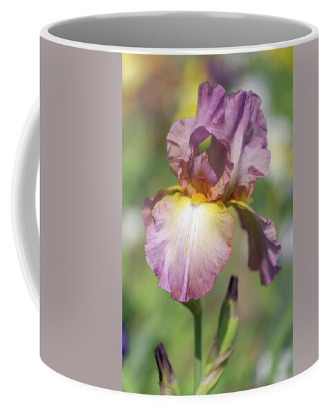 Jenny Rainbow Fine Art Photography Coffee Mug featuring the photograph Beauty Of Irises. Souzvuk 1 by Jenny Rainbow