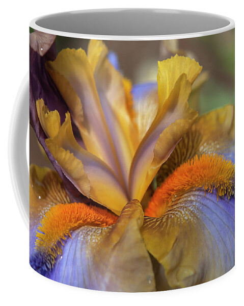 Jenny Rainbow Fine Art Photography Coffee Mug featuring the photograph Beauty Of Irises - Western Edge Macro by Jenny Rainbow