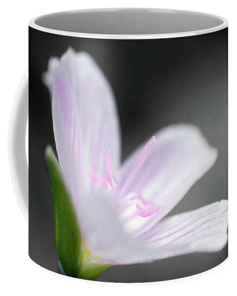 Beauty Of The Spring Coffee Mug featuring the photograph Beauty of the Spring by Dylan Punke