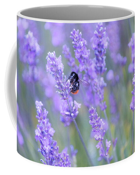 Lavender Coffee Mug featuring the photograph Bee buzzing in the lavender by Andrew Lalchan